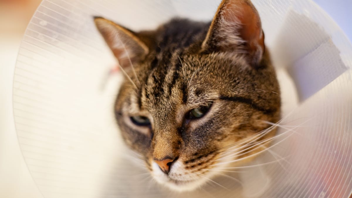 Katze Tumor Im Hals Symptome wamiz.de